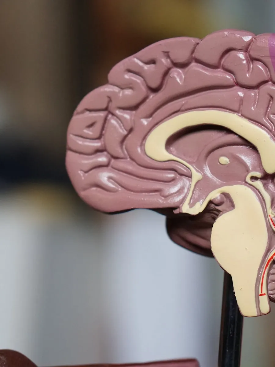 Anatomical model of the human brain under warm clinical light, evoking advanced neuroscience care